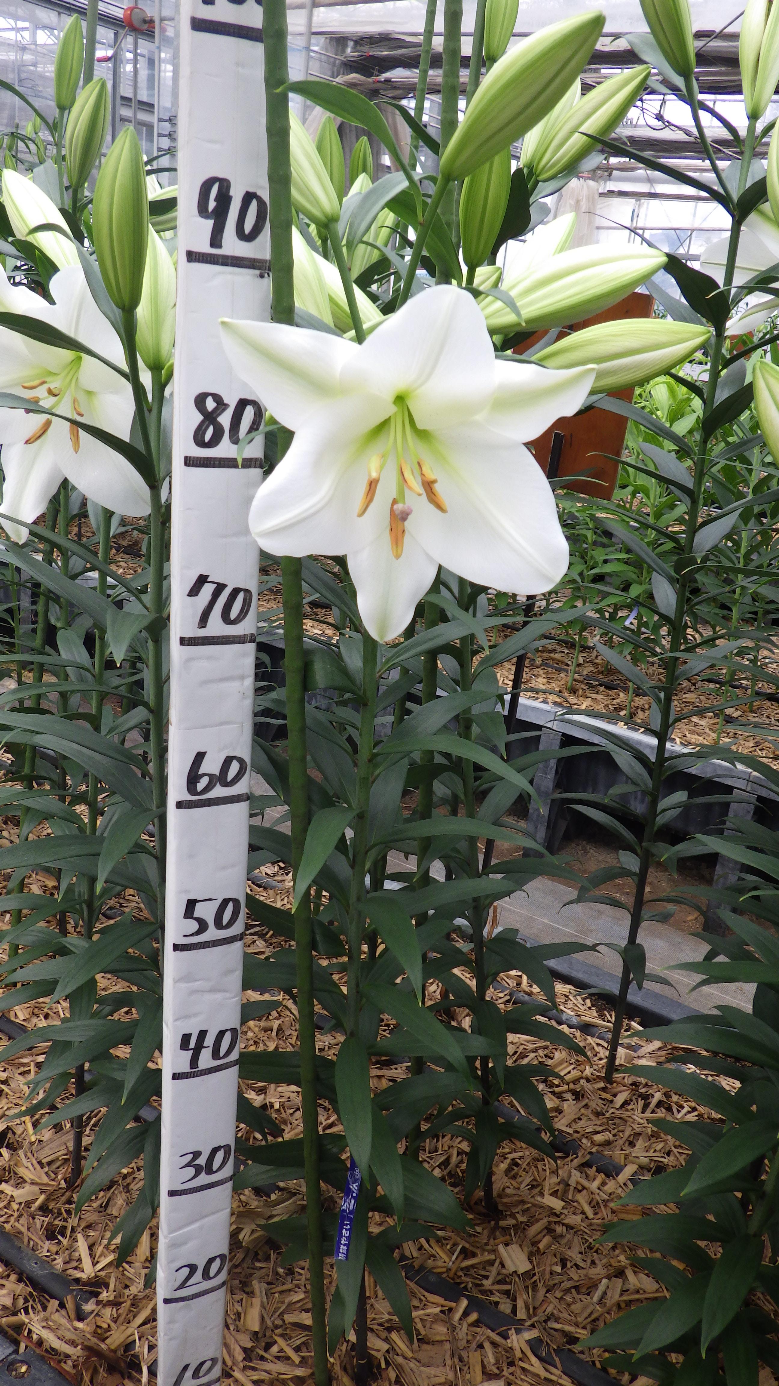 ラプリスティーン（準花粉無し）